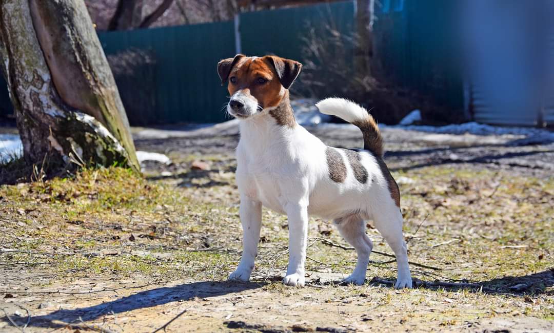 Adottare un cucciolo per la prima volta: quale razza scegliere?